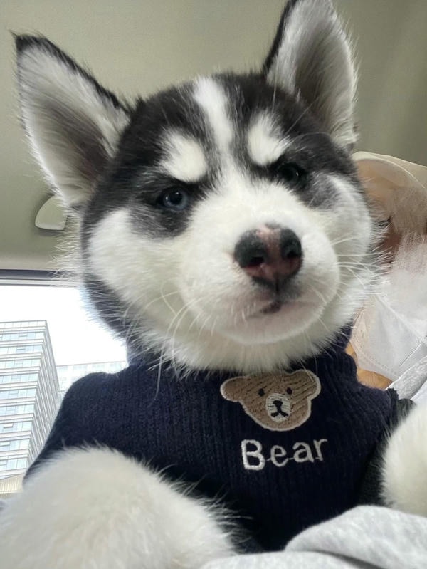 chó husky cute 9
