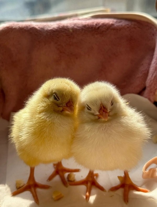 ảnh con gà cute 32