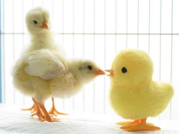 ảnh con gà cute 9