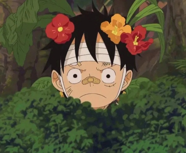 ảnh luffy cute 37