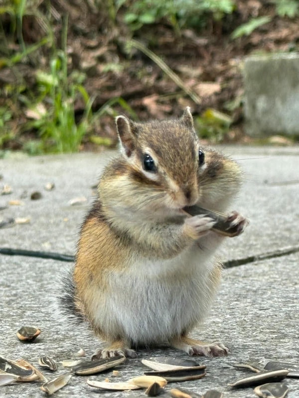 sóc cute 2