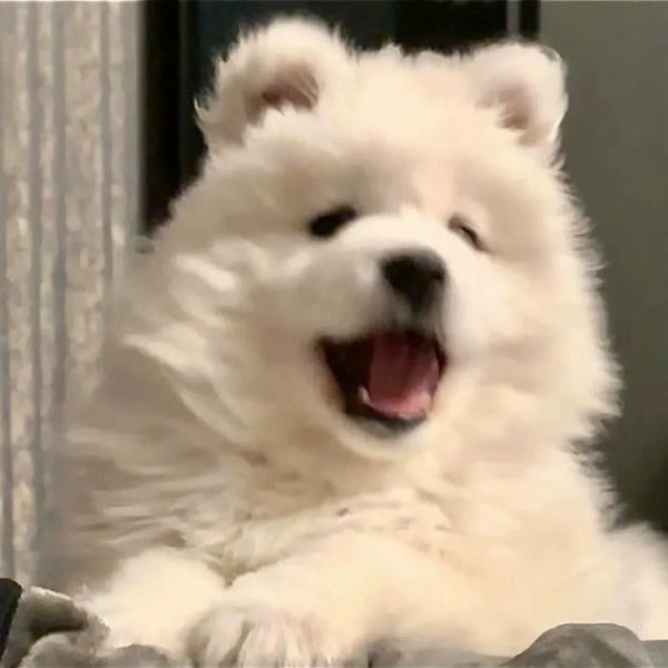 chó husky cute 5