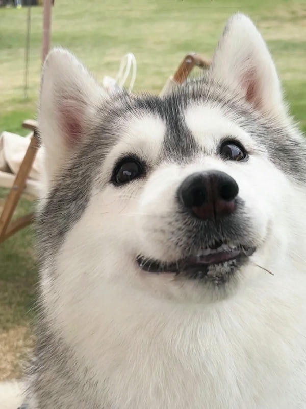husky ảnh chó cute 7