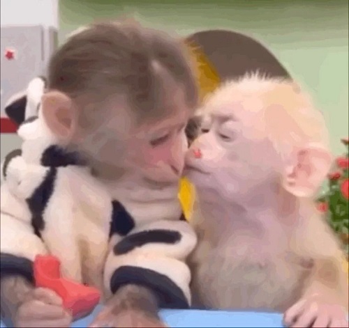kiss meme 30