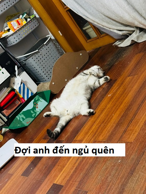 meme chờ đợi 26