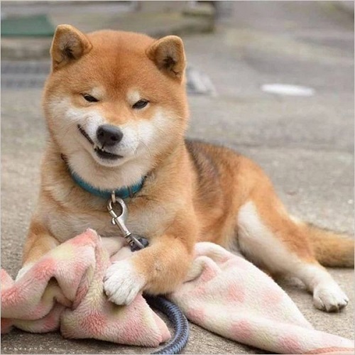 meme cười đểu 21