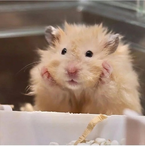 meme hamster say hi 11