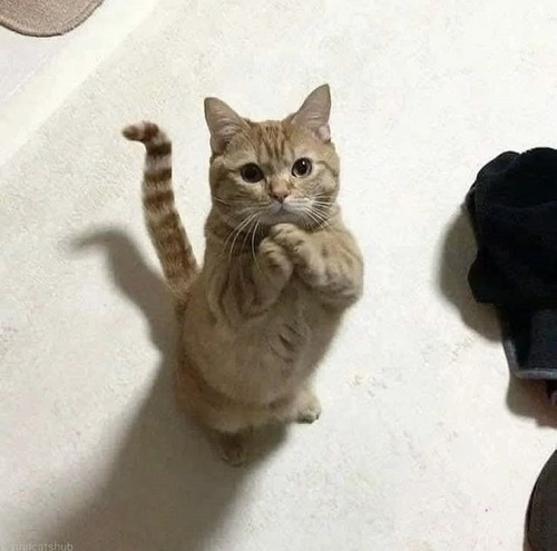 meme lạy 37 