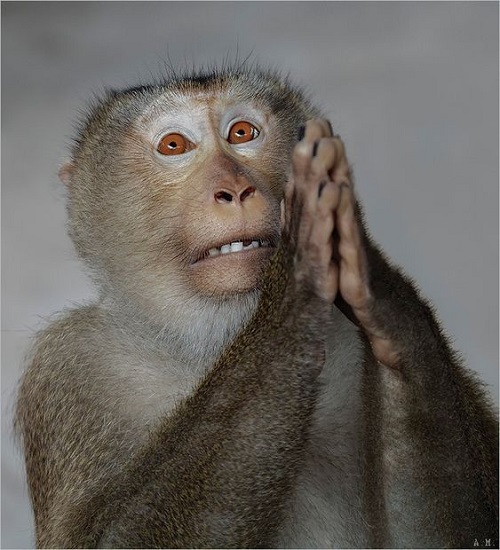 meme lạy 40