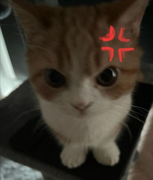 meme tức giận 2