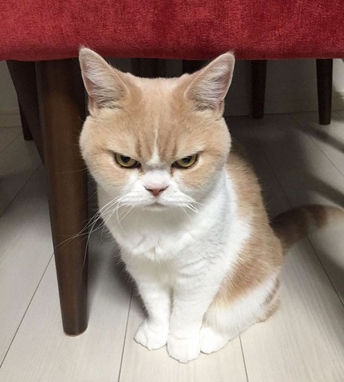 meme tức giận 30 