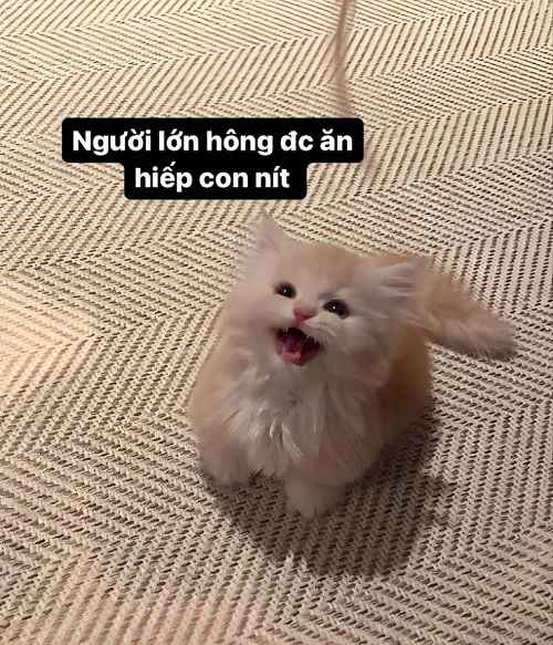 meme tức giận 32