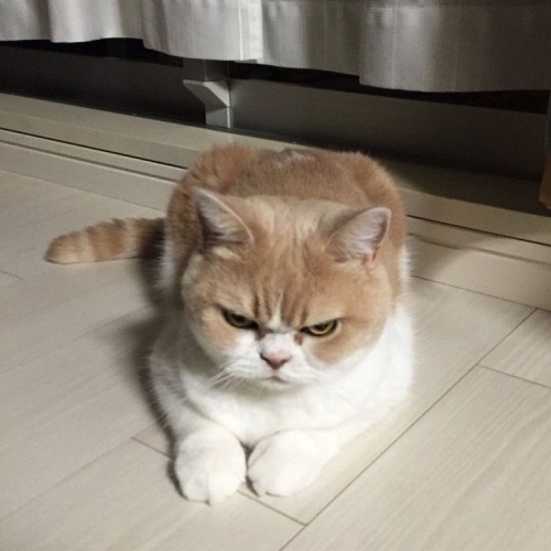 meme tức giận 33