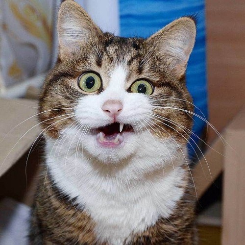 meme tức giận 36