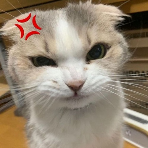 meme tức giận 4