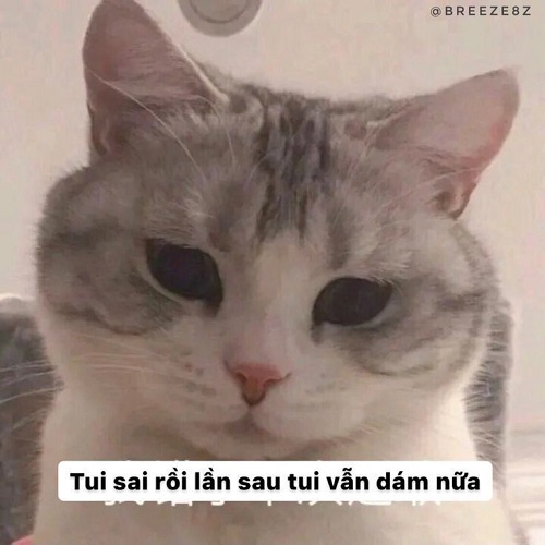 meme xin lỗi 1