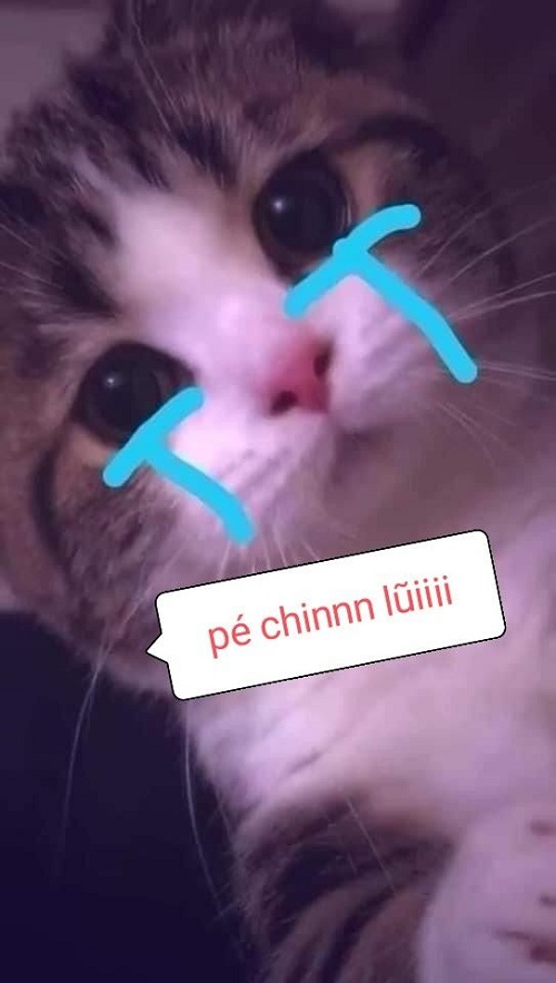 meme xin lỗi 14