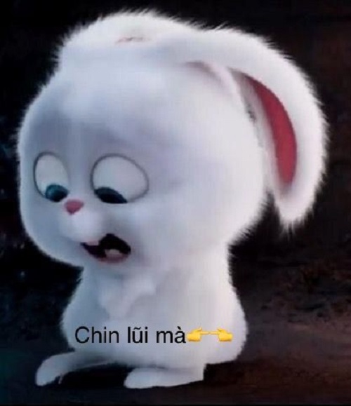 meme xin lỗi 15
