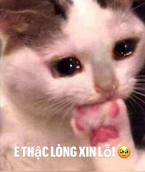 meme xin lỗi 22