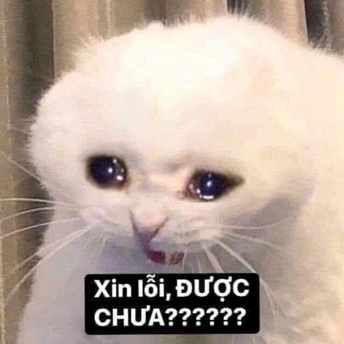 meme xin lỗi 24