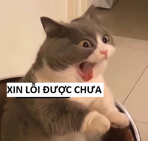meme xin lỗi 32
