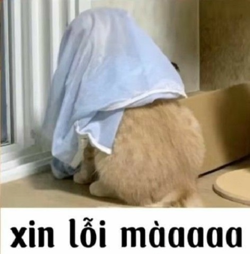 meme xin lỗi 5