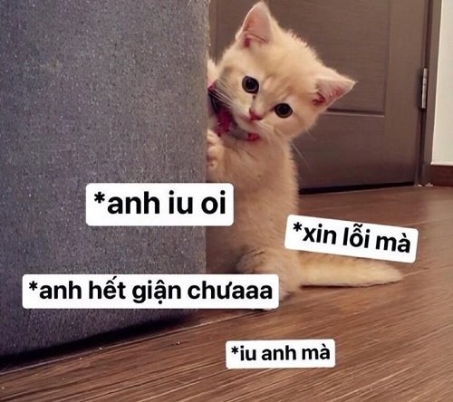 meme xin lỗi 6