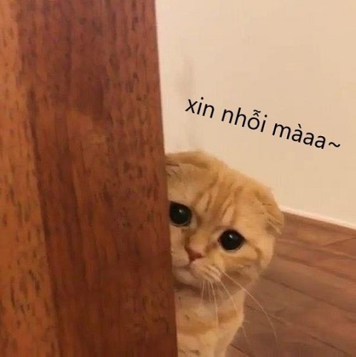 meme xin lỗi 7
