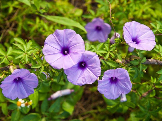 sự tích hoa bìm bịp