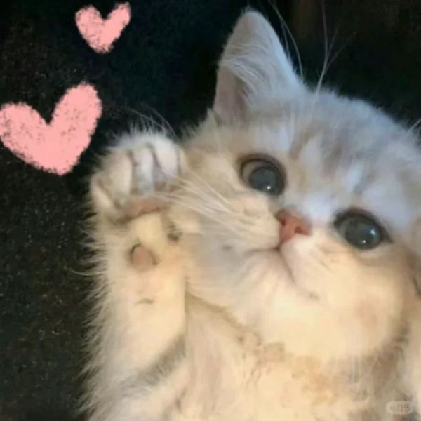 ảnh thả tim cute 14