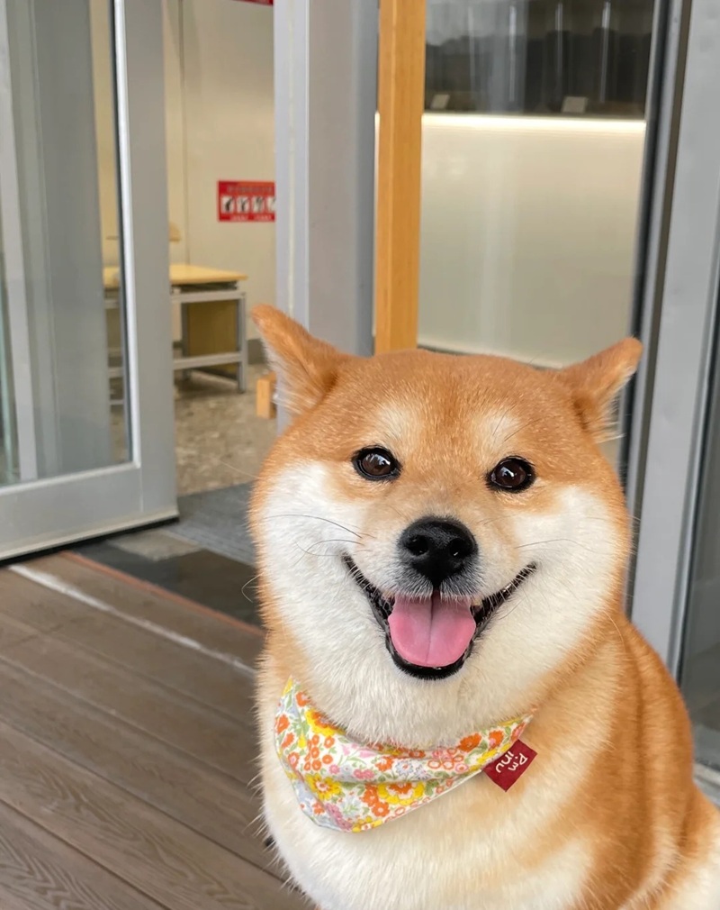 ảnh thú cưng cute 1