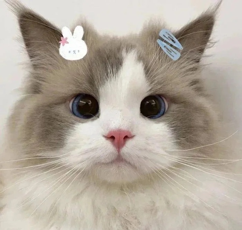 ảnh thú cưng cute 2