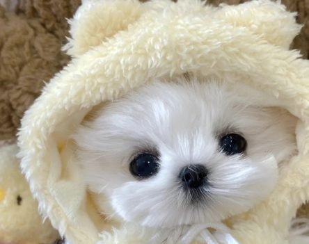 77+ ảnh thú cưng cute: Nhìn một lần là “lụi tim” ngay!