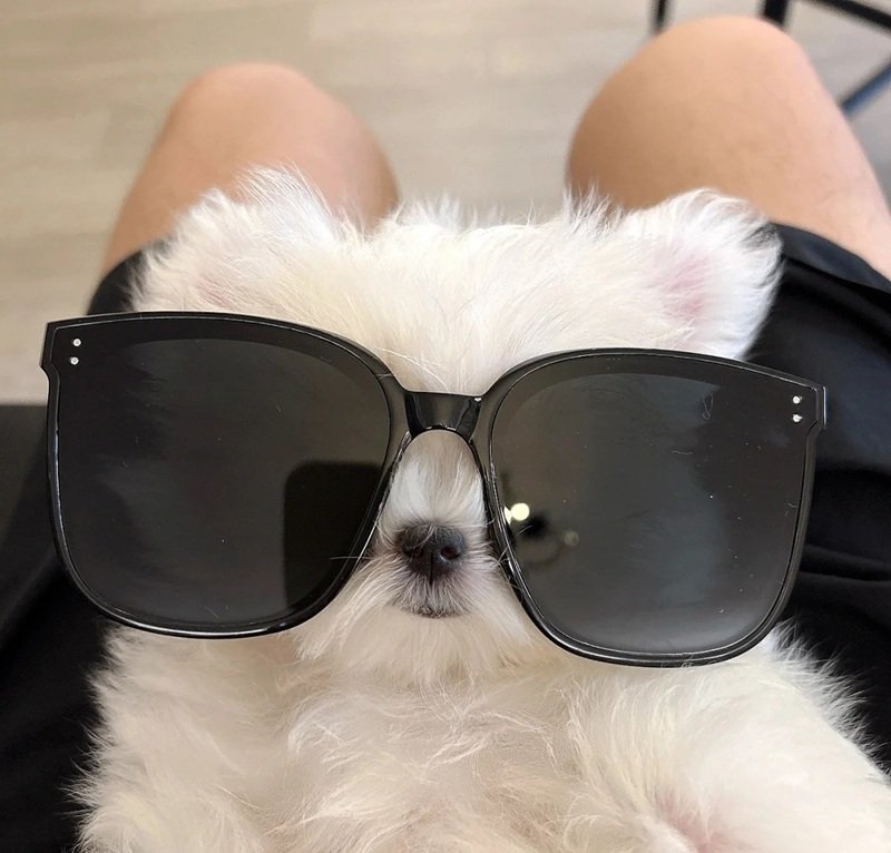 ảnh thú cưng cute 30