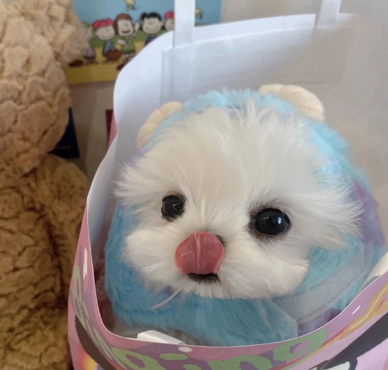 ảnh thú cưng cute 31
