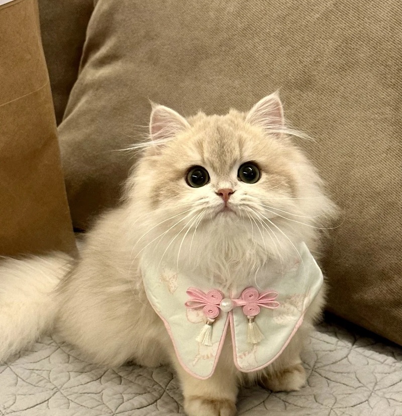 ảnh thú cưng cute 34