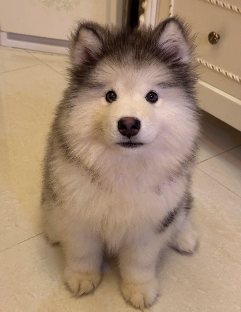 ảnh thú cưng cute 36