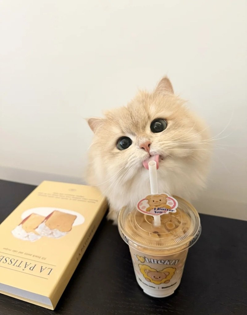 ảnh thú cưng cute 39