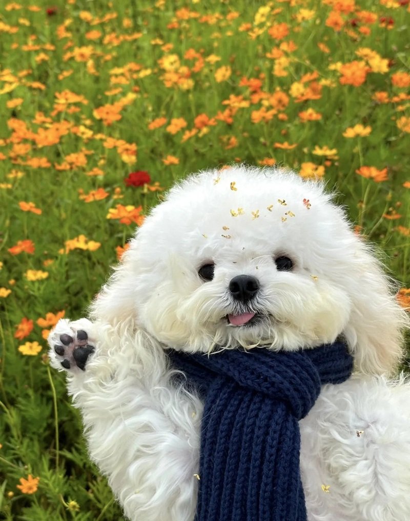 ảnh thú cưng cute 40