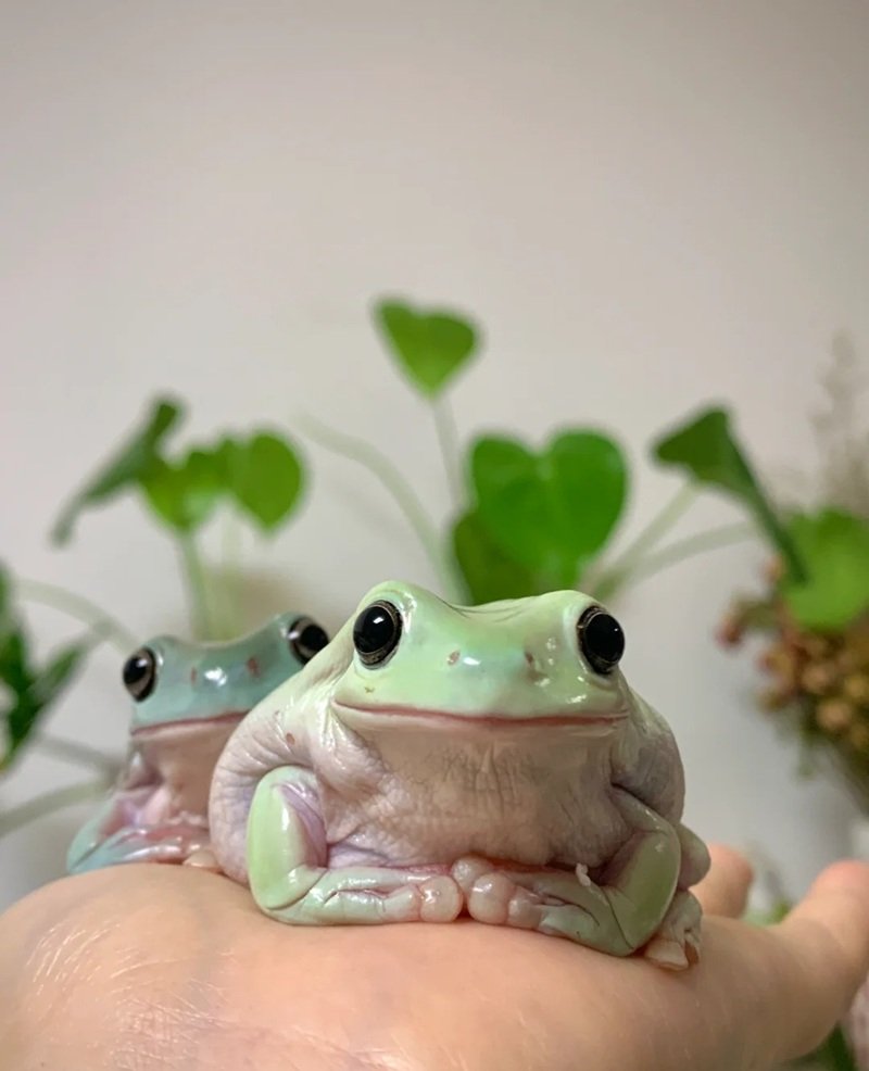 hình ảnh con ếch xanh cute 17