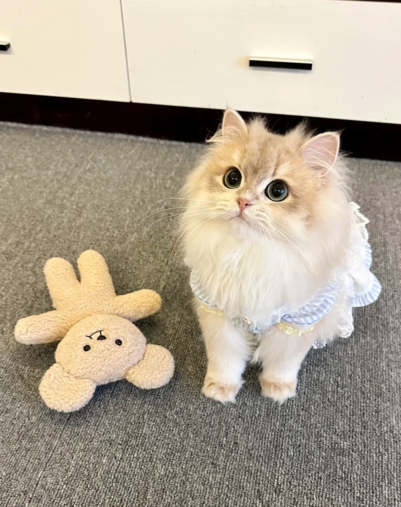 hình ảnh con vật cute 1