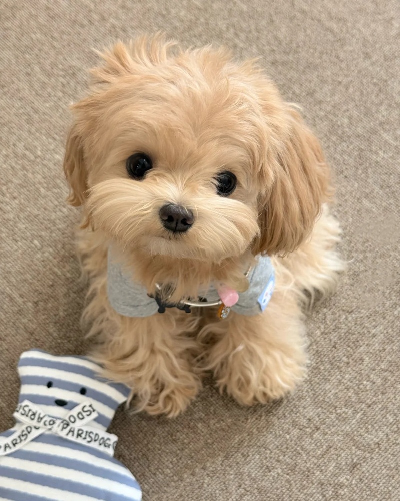 hình ảnh con vật cute 10