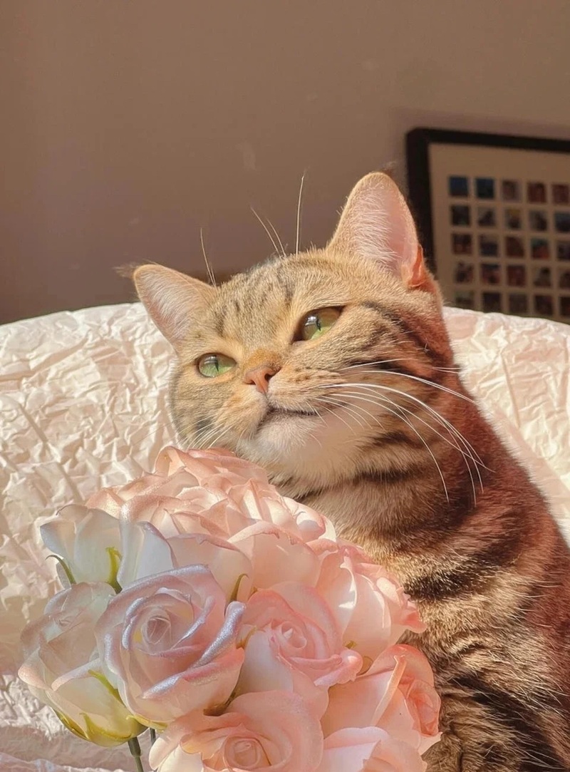 hình ảnh con vật cute 12