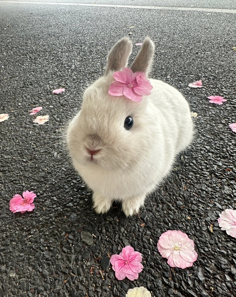 hình ảnh con vật cute 14