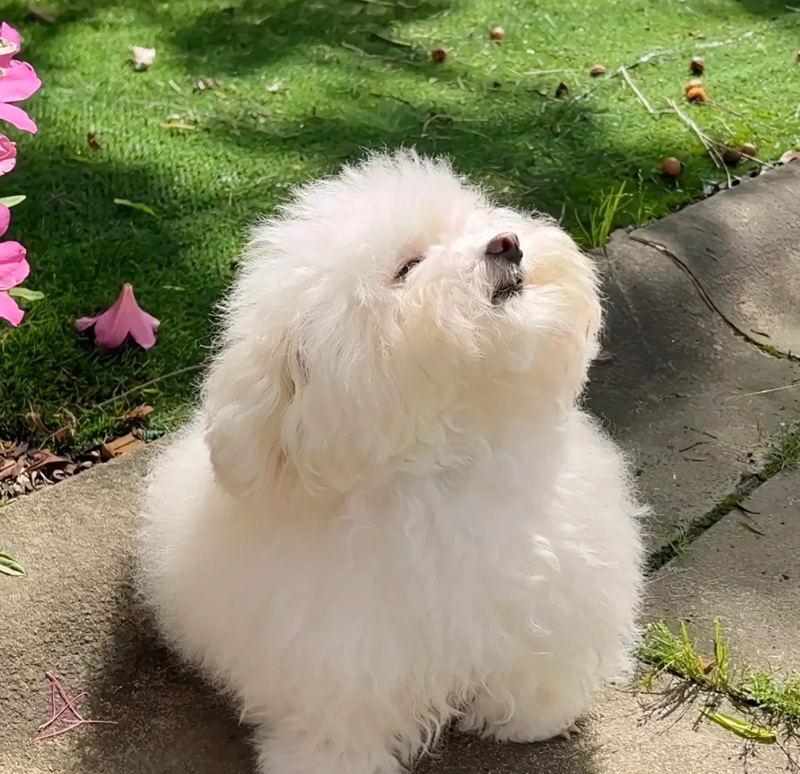 hình ảnh con vật cute 15