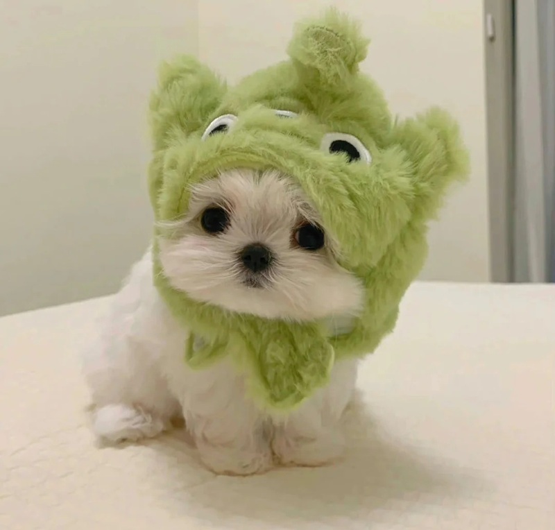 hình ảnh con vật cute 16