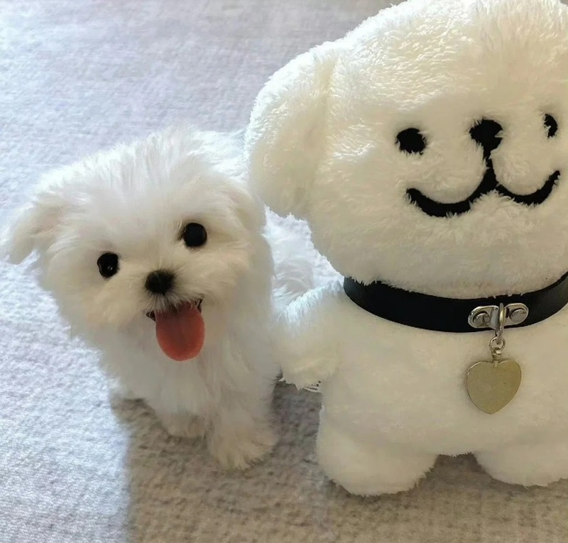 hình ảnh con vật cute 17