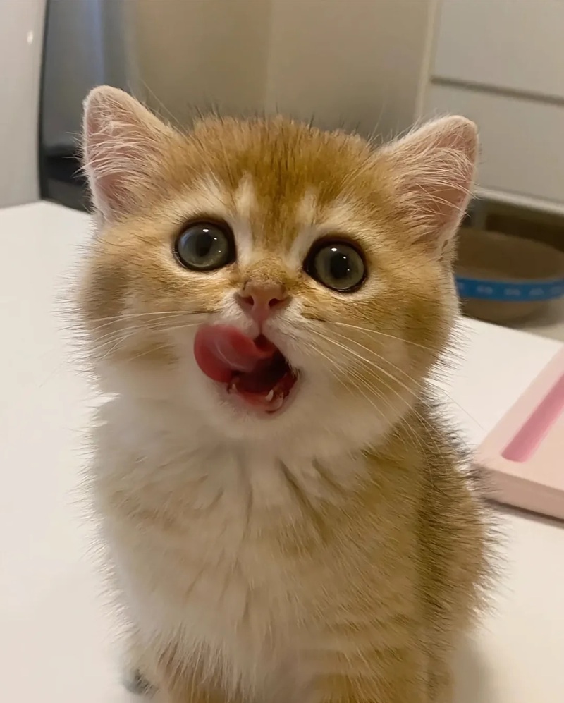 hình ảnh con vật cute 2