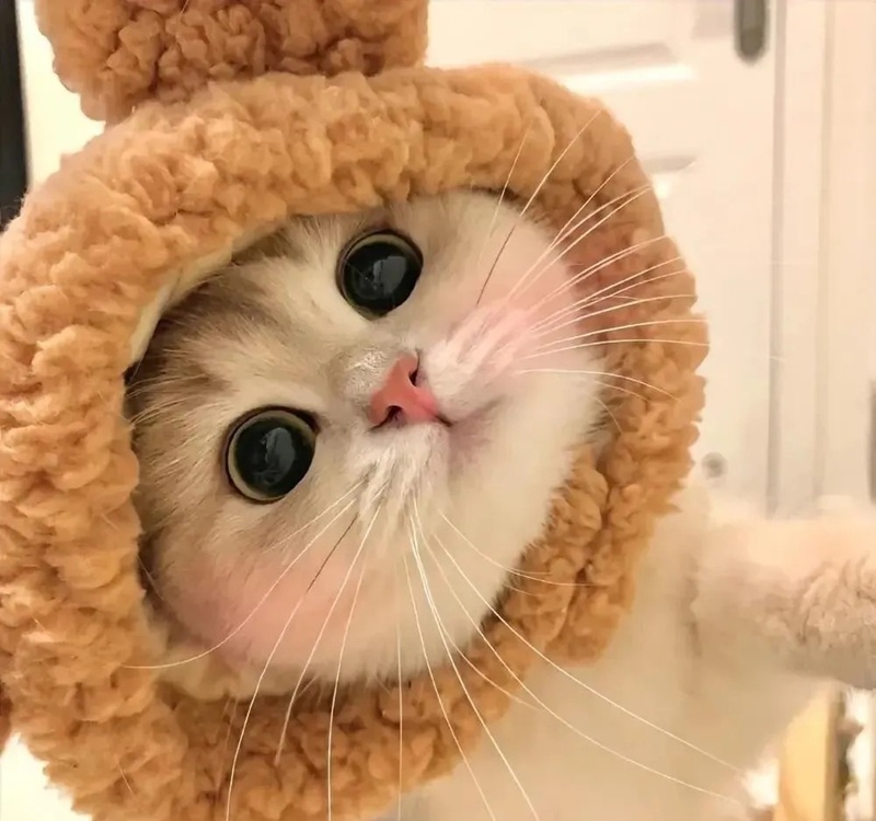 hình ảnh con vật cute 20