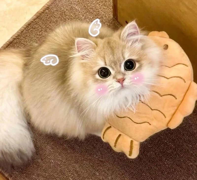 hình ảnh con vật cute 21